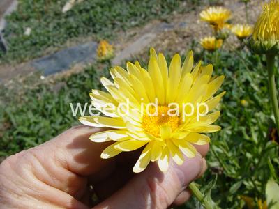 Calendula officinalis