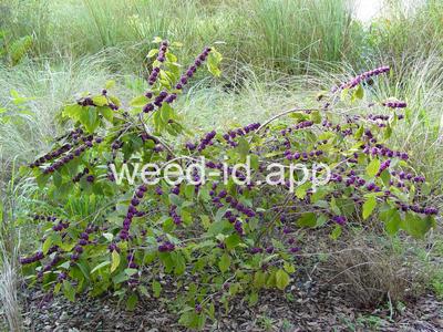Callicarpa americana