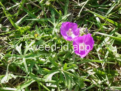 poppymallow, purple