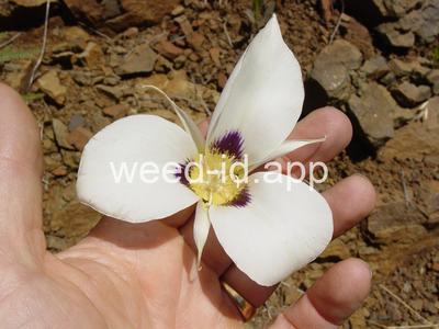 Calochortus macrocarpus