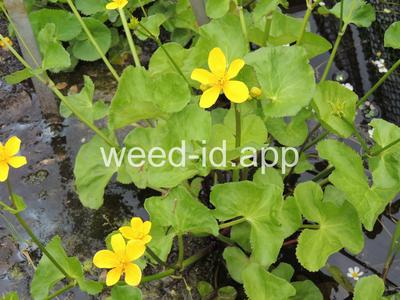 Caltha palustris