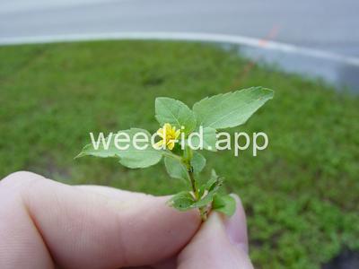 horseweed, sprawling