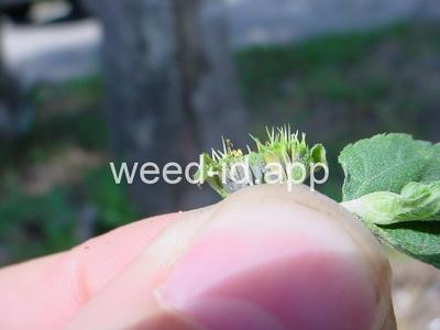 horseweed, sprawling