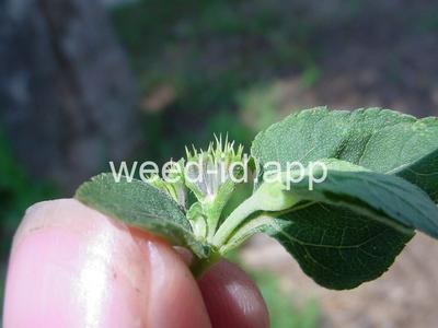 horseweed, sprawling