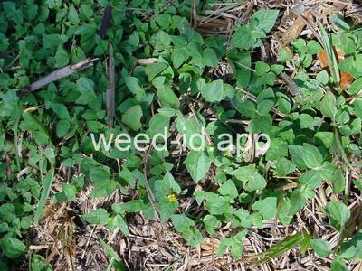 horseweed, sprawling