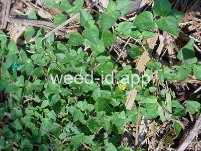 horseweed, sprawling