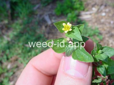horseweed, sprawling