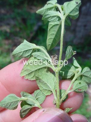 horseweed, sprawling