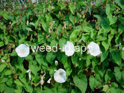bindweed, hedge