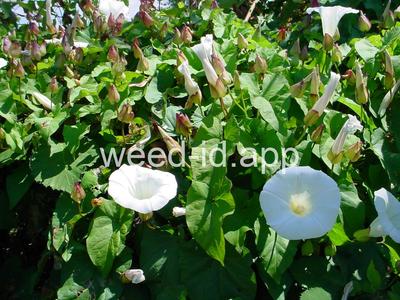 bindweed, hedge