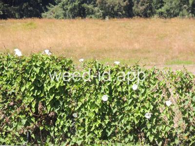 bindweed, hedge