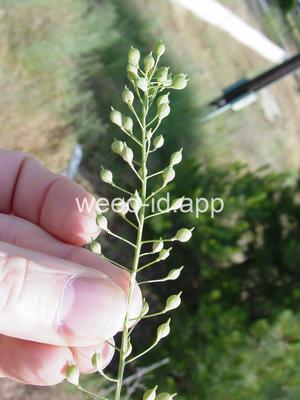 falseflax, smallseed