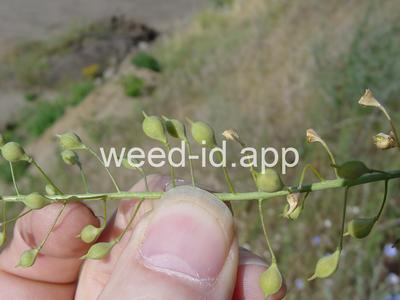 falseflax, smallseed