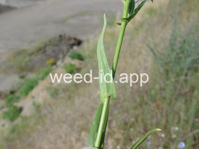 falseflax, smallseed