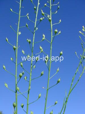 falseflax, smallseed