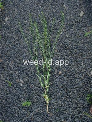 falseflax, smallseed