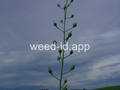 falseflax, smallseed