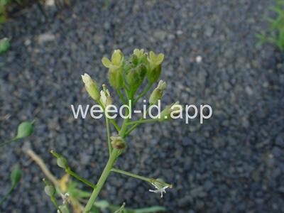 falseflax, smallseed