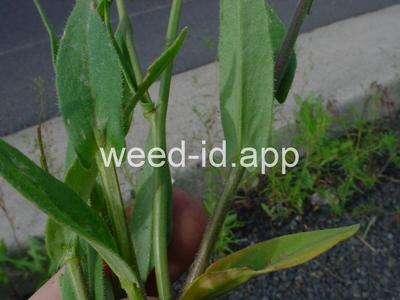 falseflax, smallseed