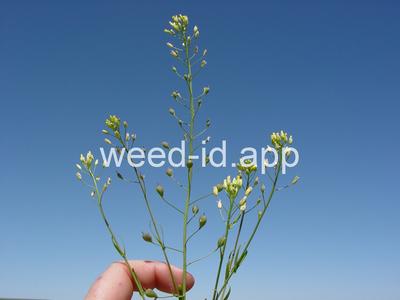 Camelina sativa