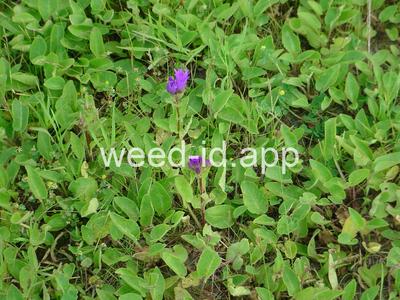 bellflower, clustered