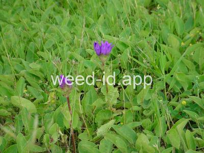 bellflower, clustered