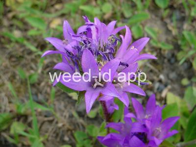 bellflower, clustered