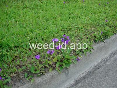 bellflower, clustered