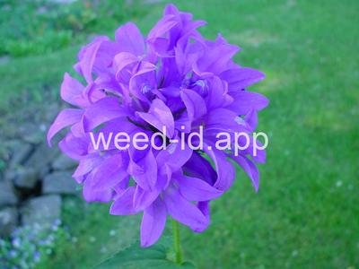 bellflower, clustered