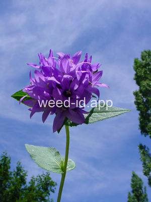 bellflower, clustered