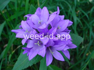 bellflower, clustered