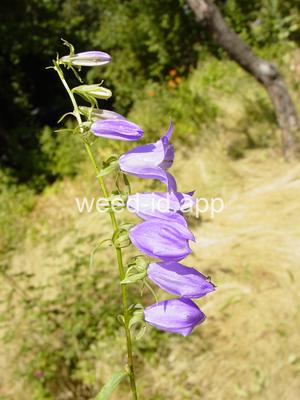 bellflower, creeping