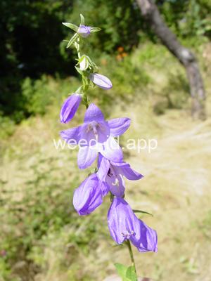 bellflower, creeping
