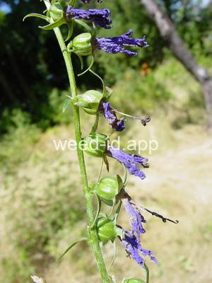 bellflower, creeping