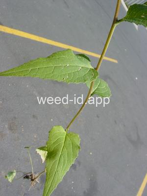 bellflower, creeping