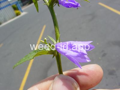 bellflower, creeping