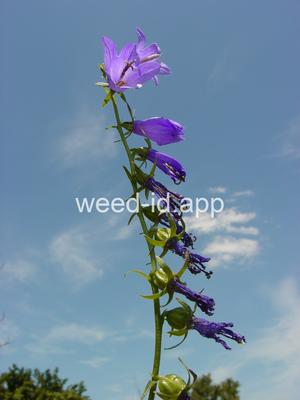 bellflower, creeping