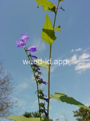 bellflower, creeping
