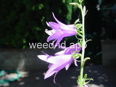 bellflower, creeping