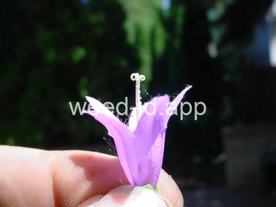 bellflower, creeping