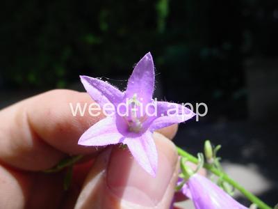 bellflower, creeping