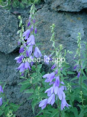 bellflower, creeping