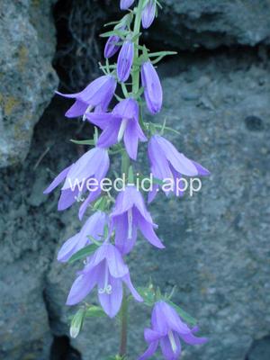 bellflower, creeping