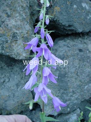 bellflower, creeping