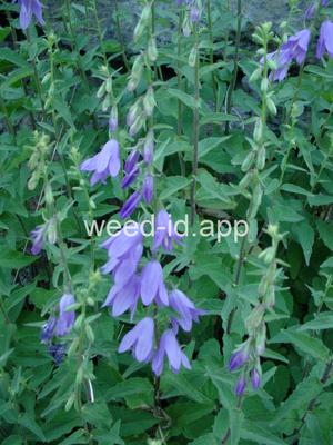 bellflower, creeping