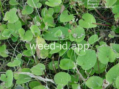 bellflower, creeping