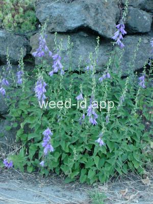 bellflower, creeping