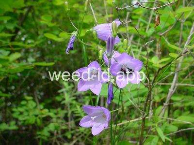Campanula rotundifolia