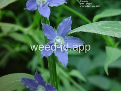 bellflower, American