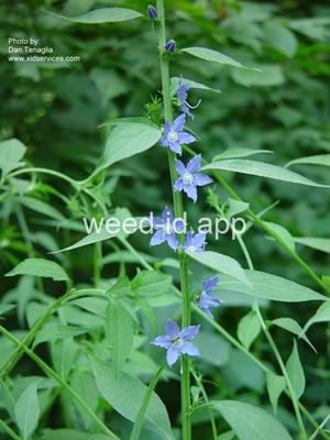 bellflower, American